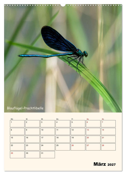 Libellen - Flugkünstler in Bayern (CALVENDO Wandkalender 2027)