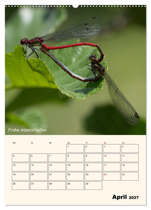 Libellen - Flugkünstler in Bayern (CALVENDO Wandkalender 2027)