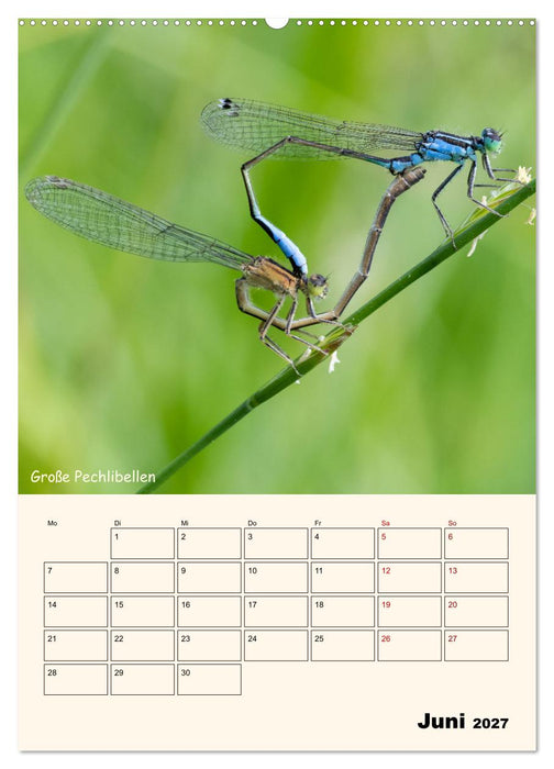 Libellen - Flugkünstler in Bayern (CALVENDO Wandkalender 2027)