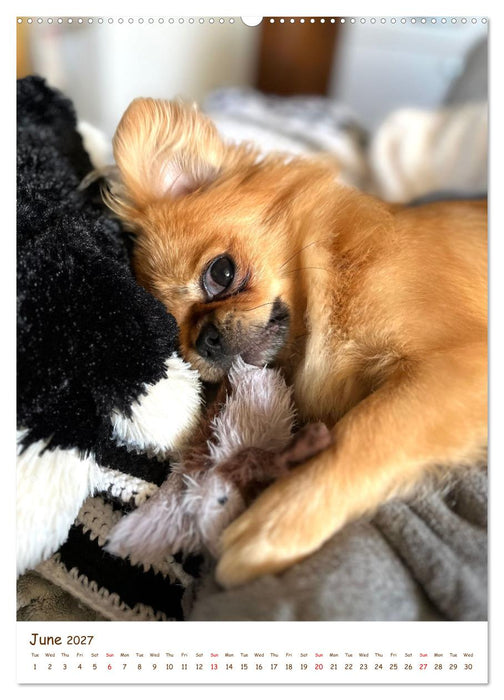 Sassy, fluffy, fabulous – A year of Pekingese charm (CALVENDO Monthly Calendar 2027)