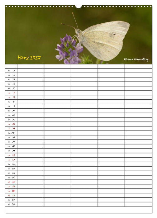 Schmetterlinge in Bayern (CALVENDO Wandkalender 2027)