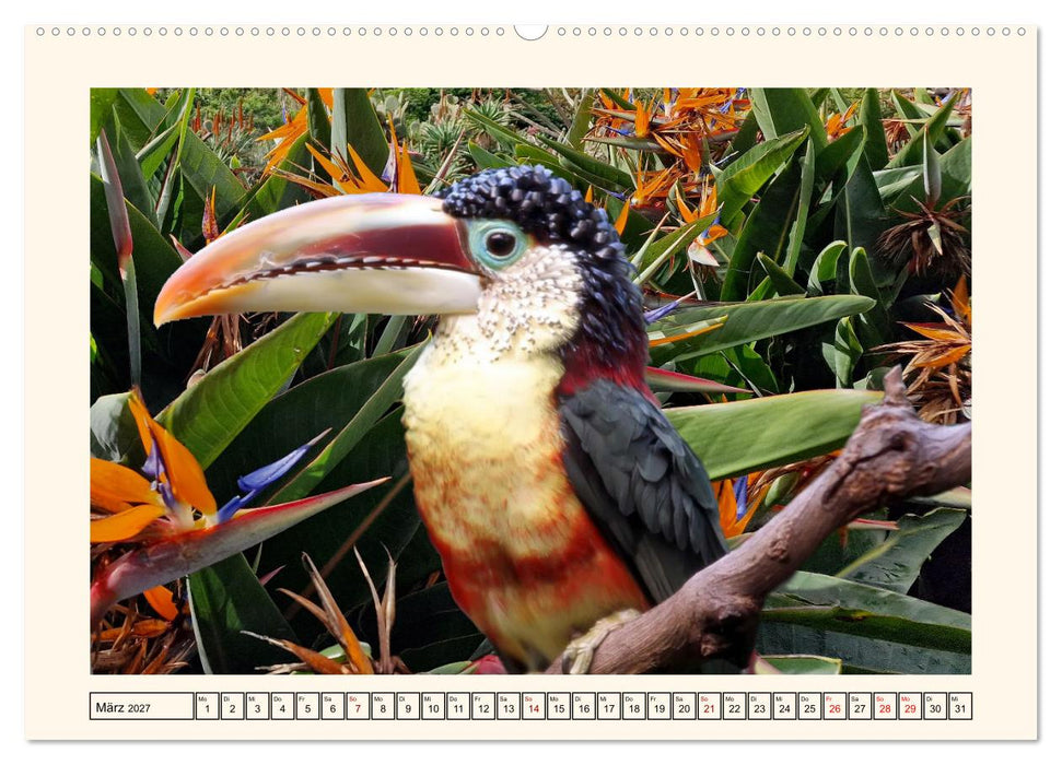 Tukane - Clowns im Dschungel (CALVENDO Wandkalender 2027)