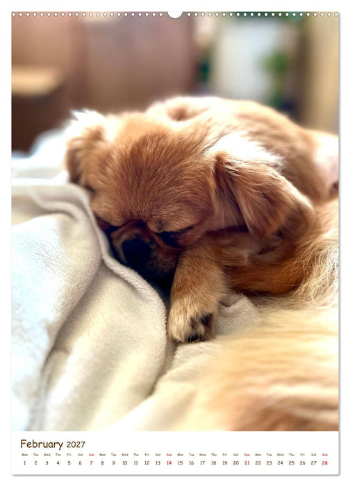 Sassy, fluffy, fabulous – A year of Pekingese charm (CALVENDO Premium-Calendar 2027)
