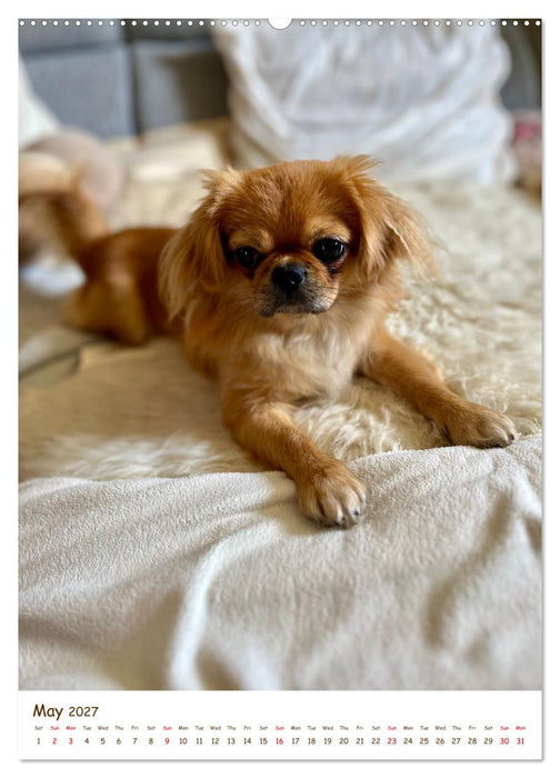 Sassy, fluffy, fabulous – A year of Pekingese charm (CALVENDO Premium-Calendar 2027)