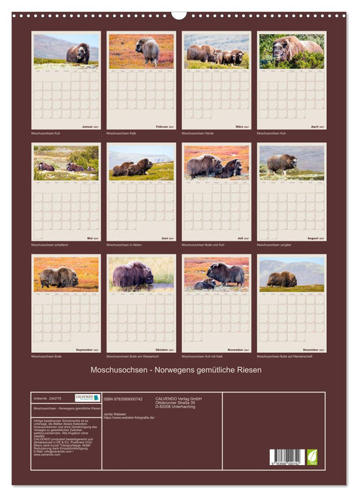 Moschusochsen - Norwegens gemütliche Riesen (CALVENDO Wandkalender 2027)