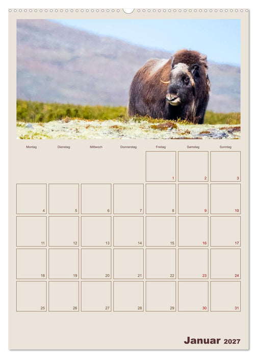 Moschusochsen - Norwegens gemütliche Riesen (CALVENDO Wandkalender 2027)