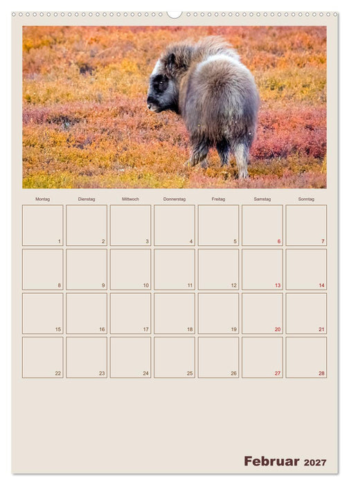 Moschusochsen - Norwegens gemütliche Riesen (CALVENDO Wandkalender 2027)