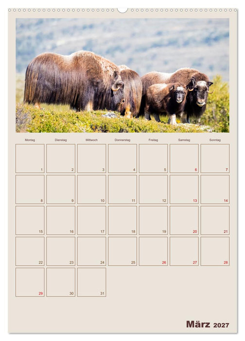 Moschusochsen - Norwegens gemütliche Riesen (CALVENDO Wandkalender 2027)