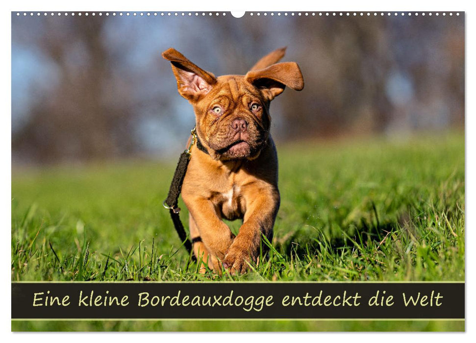 Eine kleine Bordeauxdogge entdeckt die Welt (CALVENDO Wandkalender 2027)