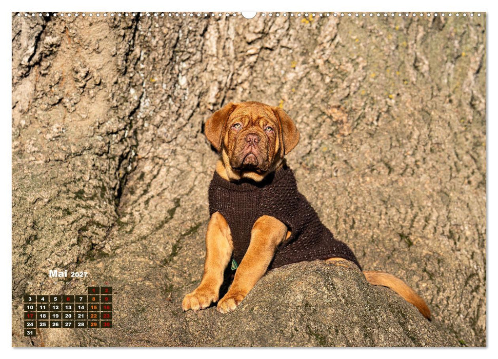 Eine kleine Bordeauxdogge entdeckt die Welt (CALVENDO Wandkalender 2027)