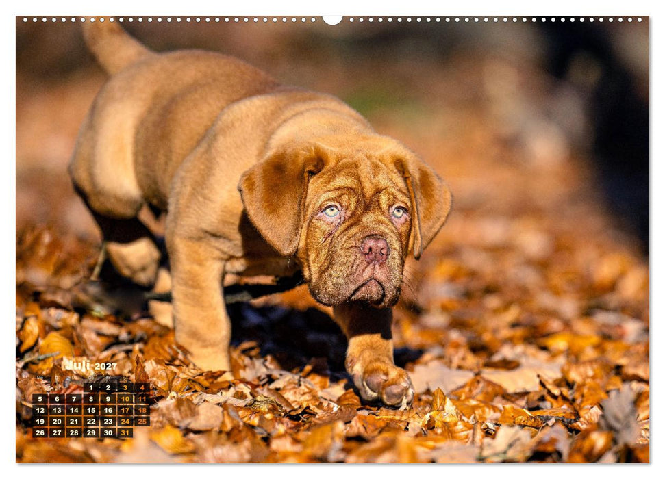Eine kleine Bordeauxdogge entdeckt die Welt (CALVENDO Premium Wandkalender 2027)