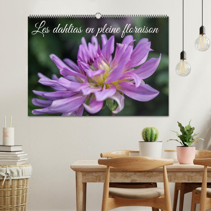 Les Dahlias en pleine floraison (CALVENDO Calendrier mensuel 2027)