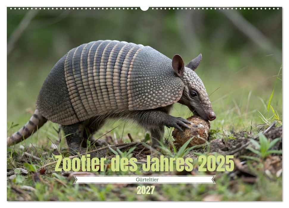 Zootier des Jahres 2025 - Gürteltier (CALVENDO Wandkalender 2027)