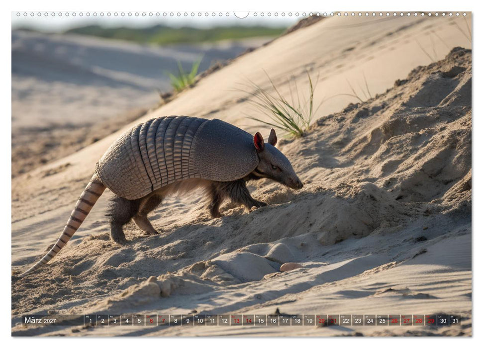 Zootier des Jahres 2025 - Gürteltier (CALVENDO Wandkalender 2027)