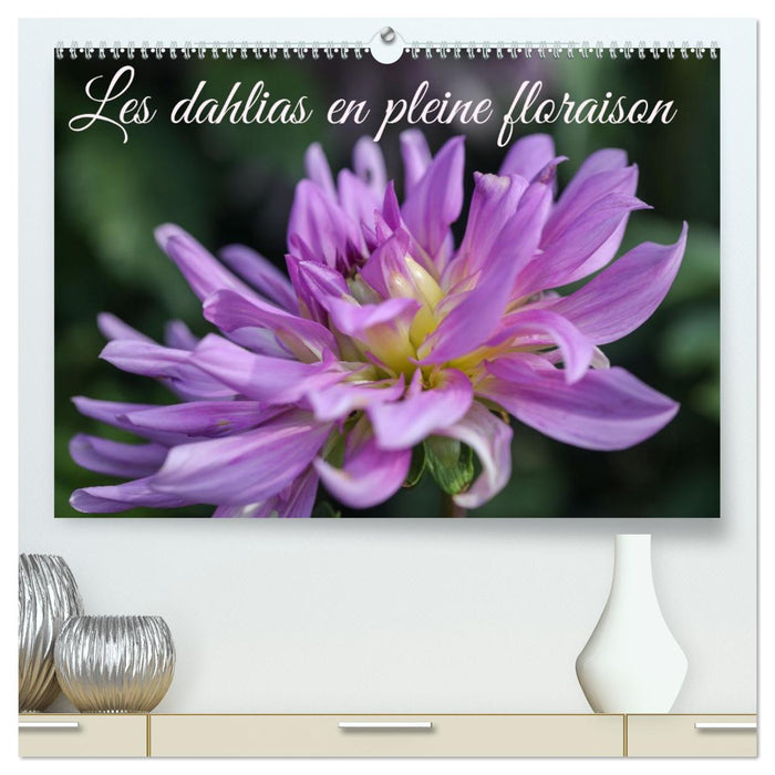 Les Dahlias en pleine floraison (CALVENDO Calendrier supérieur 2027)