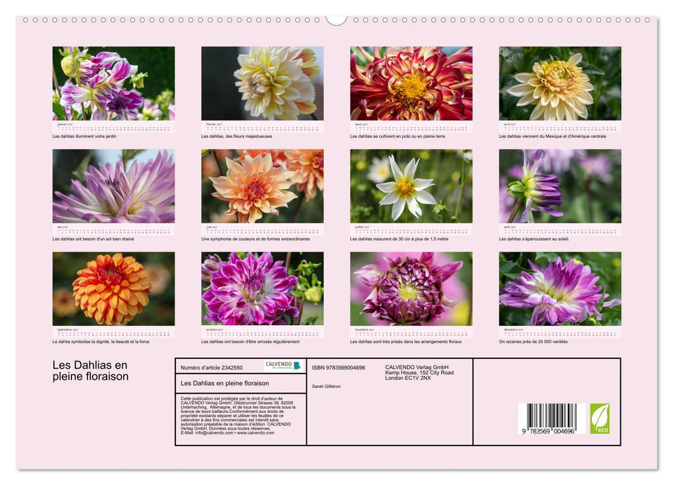 Les Dahlias en pleine floraison (CALVENDO Calendrier supérieur 2027)