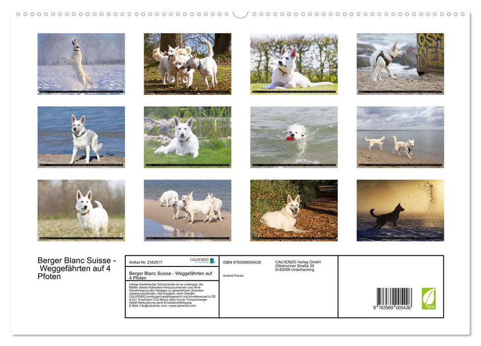 Berger Blanc Suisse - Weggefährten auf 4 Pfoten (CALVENDO Premium Wandkalender 2027)