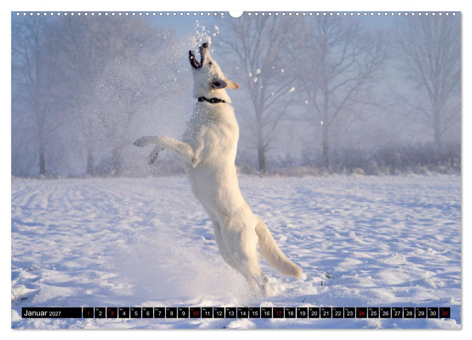 Berger Blanc Suisse - Weggefährten auf 4 Pfoten (CALVENDO Premium Wandkalender 2027)