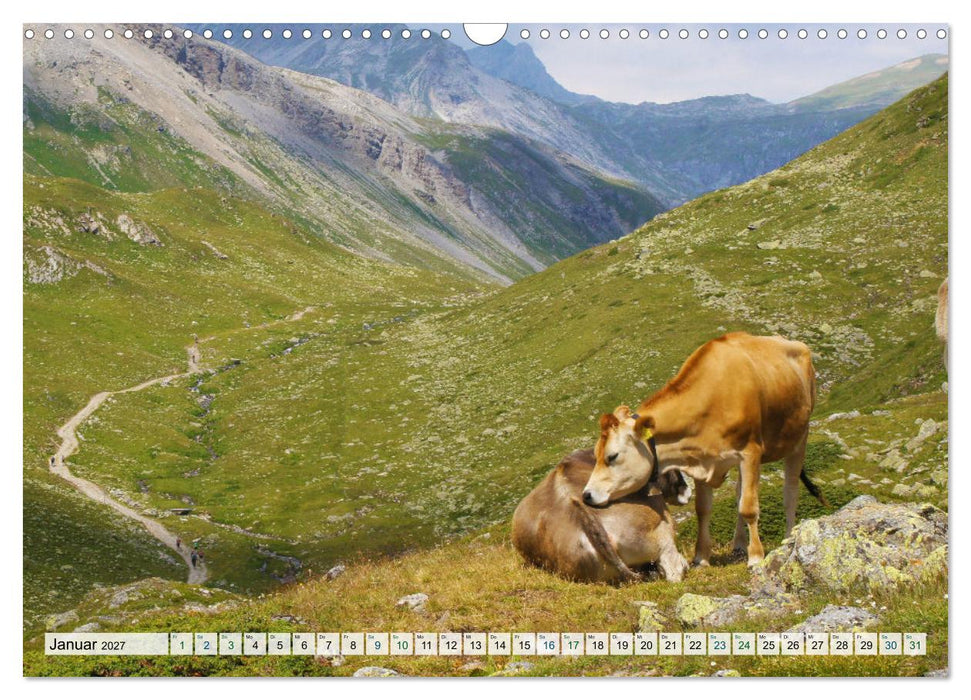 Kühe im Einklang mit der Natur (CALVENDO Wandkalender 2027)