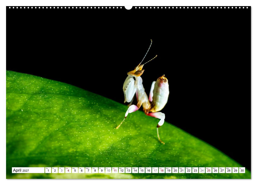 Queens of the Insect World (CALVENDO Monthly Calendar 2027)