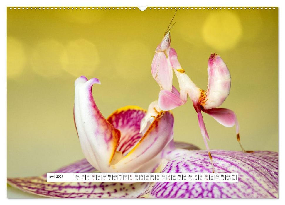 La Mante Orchidée (CALVENDO Calendrier supérieur 2027)