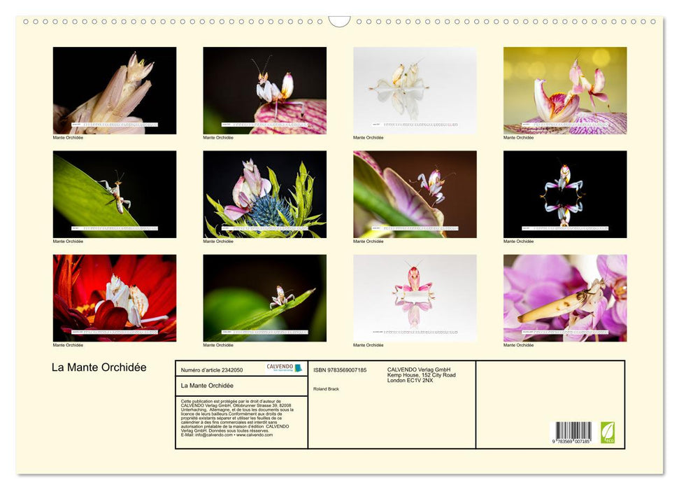 La Mante Orchidée (CALVENDO Calendrier mensuel 2027)