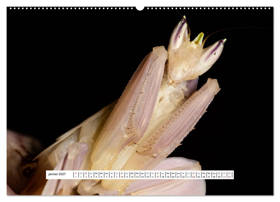 La Mante Orchidée (CALVENDO Calendrier mensuel 2027)
