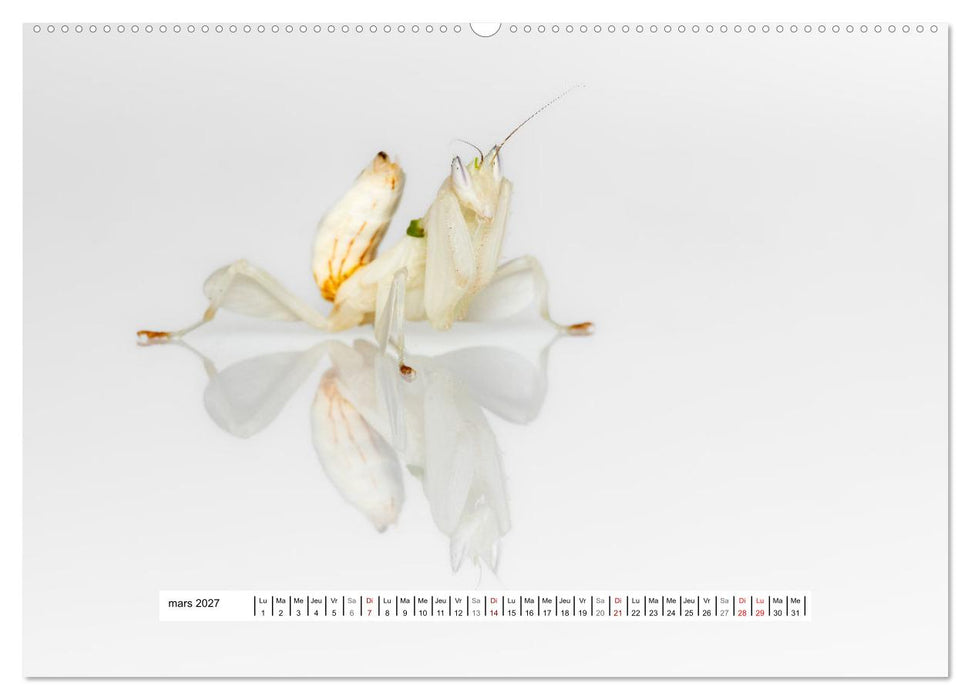 La Mante Orchidée (CALVENDO Calendrier mensuel 2027)