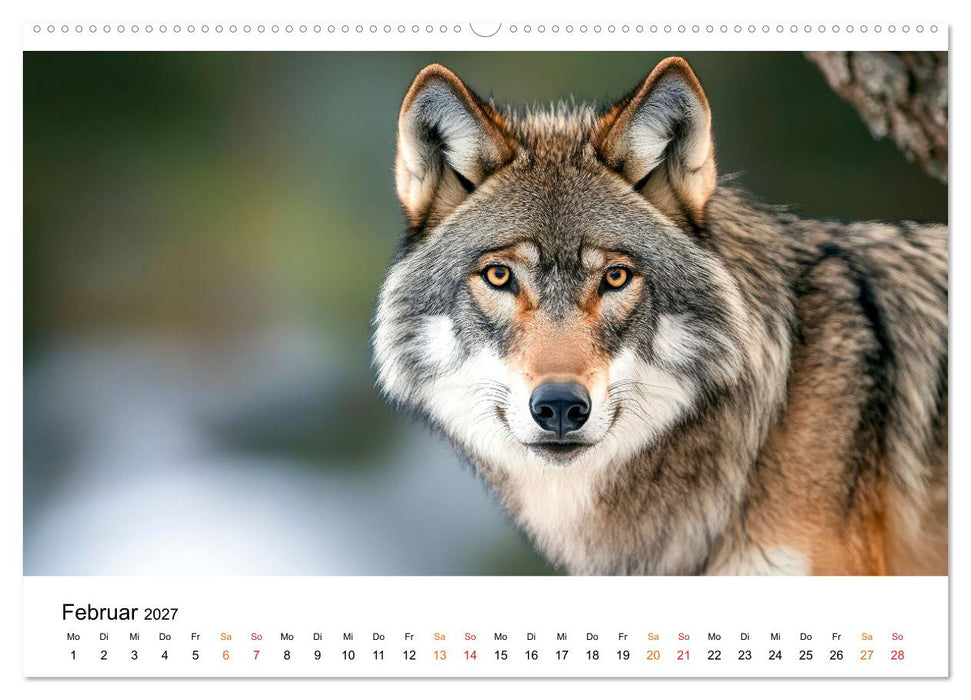 Wölfe - die Stimme der Wildnis (CALVENDO Premium Wandkalender 2027)
