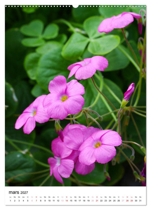 Joie avec des fleurs (CALVENDO Calendrier mensuel 2027)