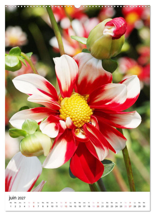 Joie avec des fleurs (CALVENDO Calendrier mensuel 2027)