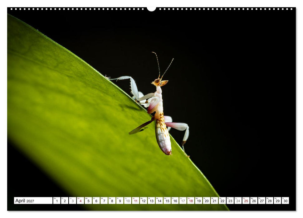Im Bann der Mantis (CALVENDO Wandkalender 2027)