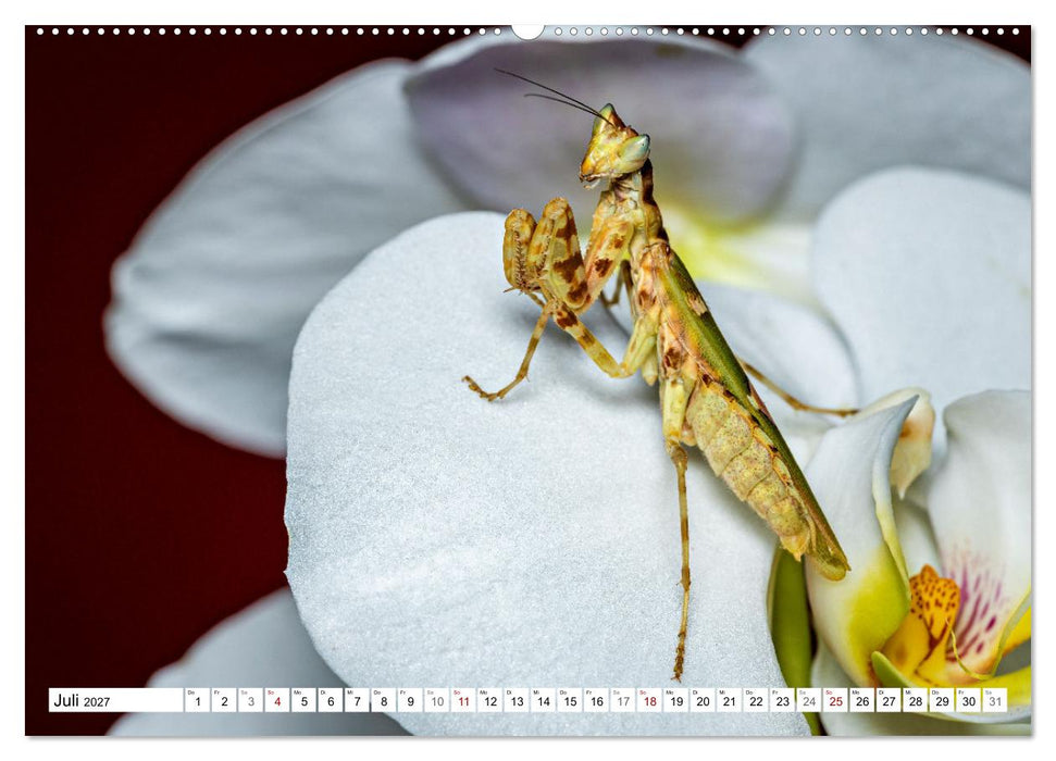 Im Bann der Mantis (CALVENDO Premium Wandkalender 2027)