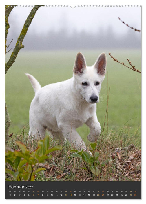 Berger Blanc Suisse - Freunde auf 4 Pfoten (CALVENDO Wandkalender 2027)
