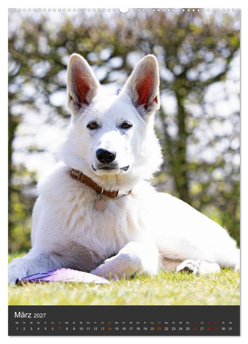 Berger Blanc Suisse - Freunde auf 4 Pfoten (CALVENDO Wandkalender 2027)