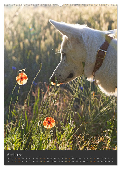 Berger Blanc Suisse - Freunde auf 4 Pfoten (CALVENDO Wandkalender 2027)