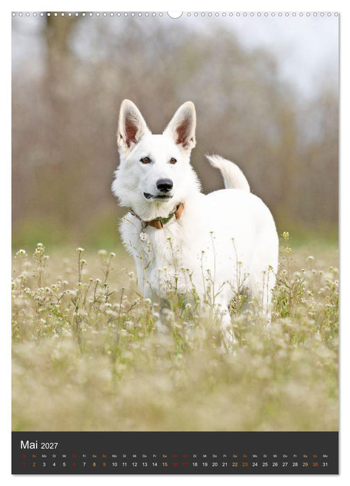 Berger Blanc Suisse - Freunde auf 4 Pfoten (CALVENDO Wandkalender 2027)