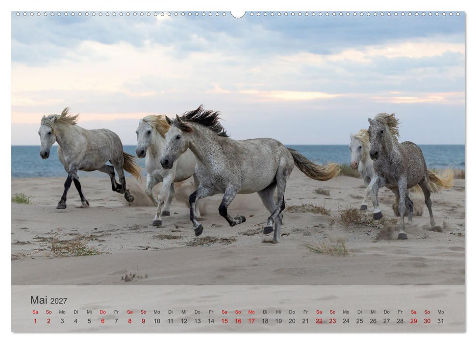 Die weißen Pferde der Camargue (CALVENDO Premium Wandkalender 2027)
