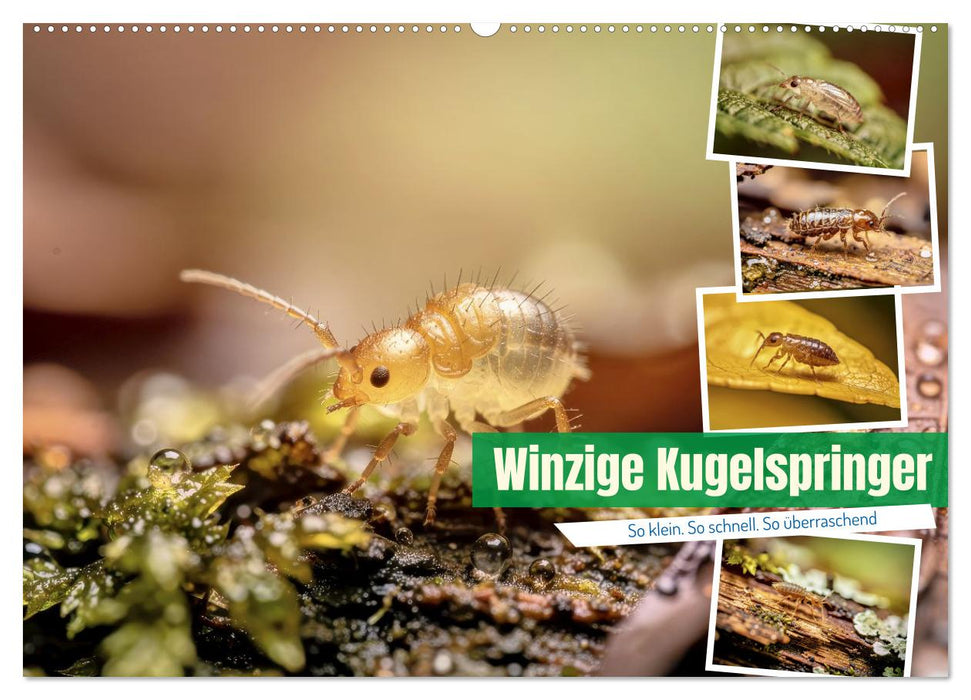 Winzige Kugelspringer (CALVENDO Wandkalender 2027)