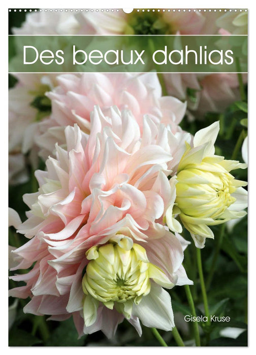 Des beaux dahlias (CALVENDO Calendrier mensuel 2027)