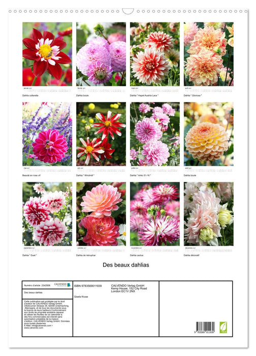 Des beaux dahlias (CALVENDO Calendrier mensuel 2027)