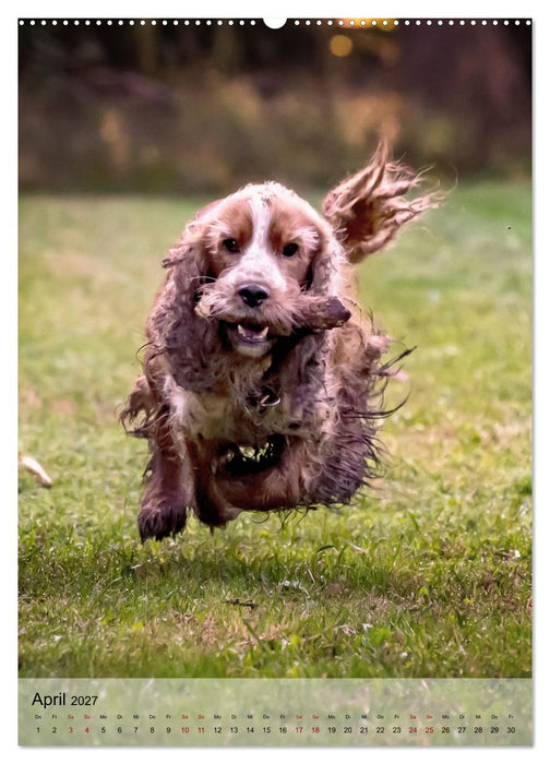 Witzige Hunde (CALVENDO Premium Wandkalender 2027)