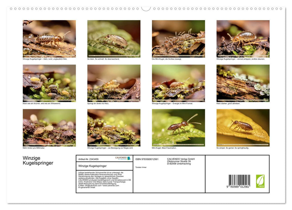 Winzige Kugelspringer (CALVENDO Premium Wandkalender 2027)