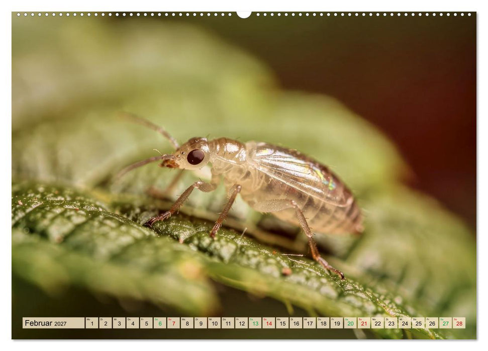 Winzige Kugelspringer (CALVENDO Premium Wandkalender 2027)