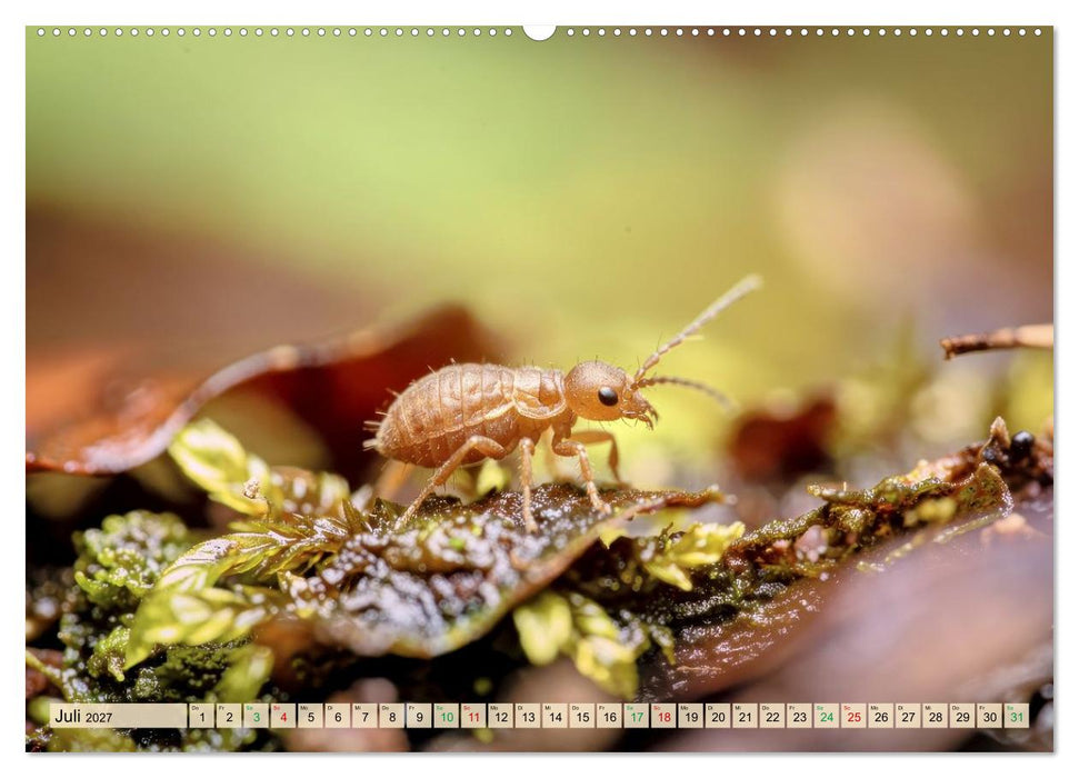 Winzige Kugelspringer (CALVENDO Premium Wandkalender 2027)