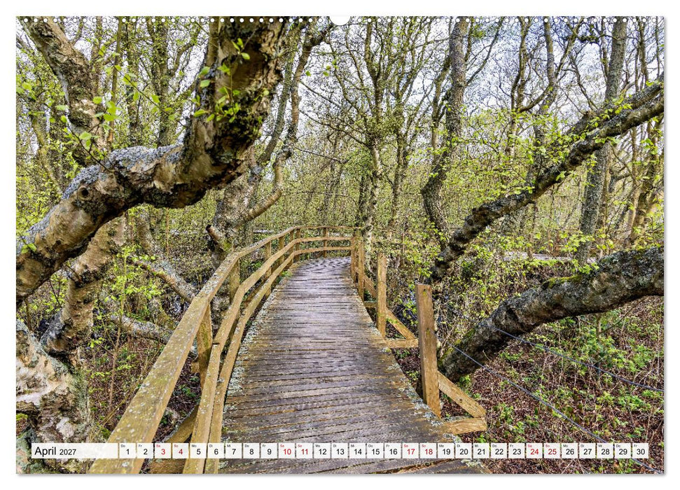 Inselbilder Amrum (CALVENDO Premium Wandkalender 2027)