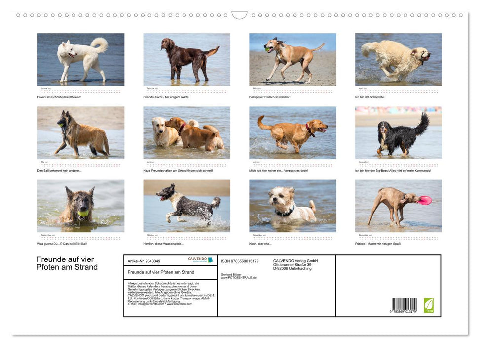 Freunde auf vier Pfoten am Strand (CALVENDO Wandkalender 2027)