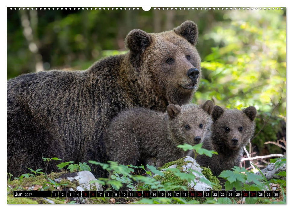 Lautlos in den Wäldern Sloweniens (CALVENDO Premium Wandkalender 2027)