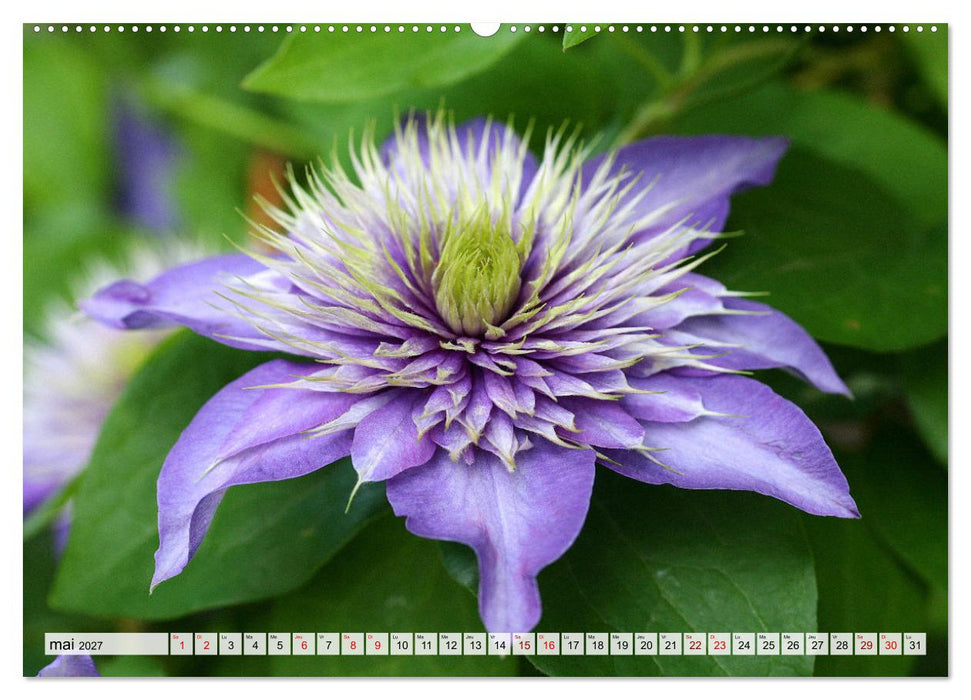 Plaisir des fleurs (CALVENDO Calendrier mensuel 2027)