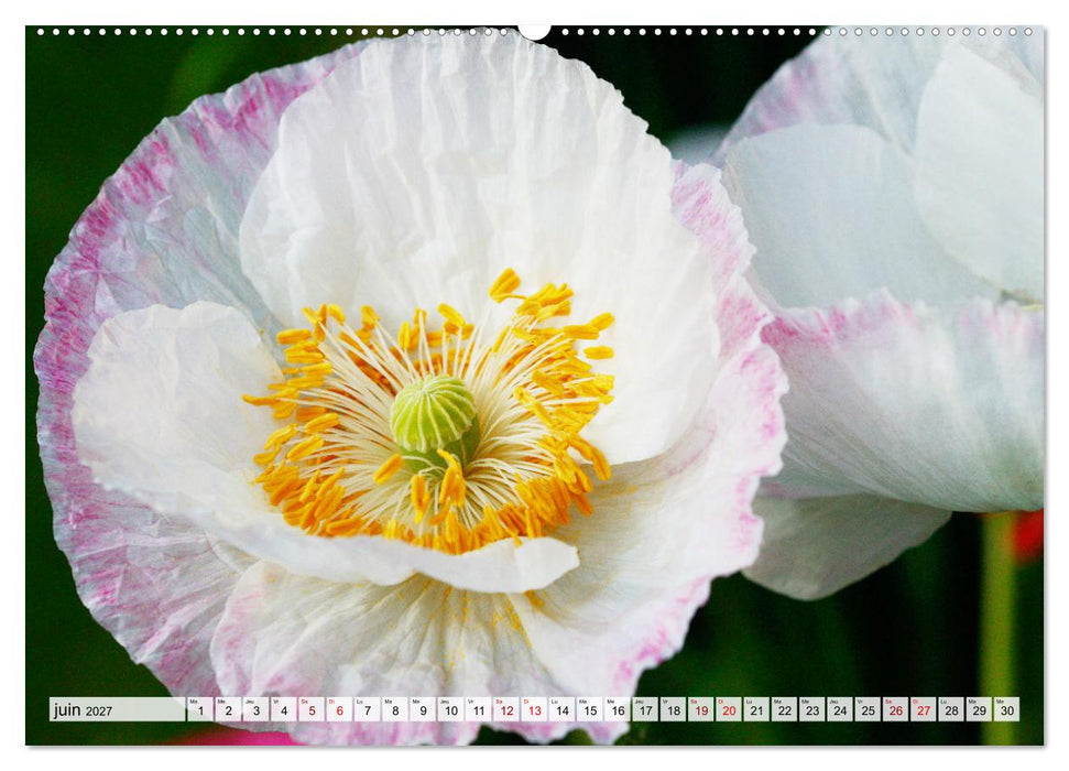Plaisir des fleurs (CALVENDO Calendrier mensuel 2027)